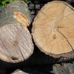 Green Woodworking Hand Tools